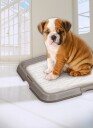 Pawise Pee Pad Tray For Pads 33X45Cm (638.2010)