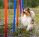 Trixie Agility Slalom 12-pk Plast 115 cm for Hundetrening