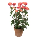 Mr Plant Dahlia Potteplante 100 cm Rosa