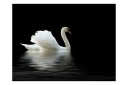 Fototapet Swan Black And White 250x193 - Artgeist sp. z o. o.