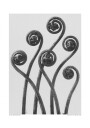 Adiantum pedatum Plakat / 50x70