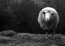 Wondering sheep Plakat / 21x30cm
