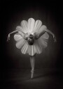 Floral Ballet Plakat Plakat / 50x70cm