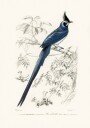 Black Throated Magpie Jay Plakat / 40x50