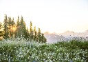 Alpine Dawn Wildflowers and Forest Sunrise Plakat Plakat / 30x40cm