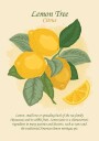 Lemon Tree Citrus Plakat Plakat / 21x30cm