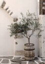 Olive Tree in Wooden Barrel Plakat Plakat / 70x100cm