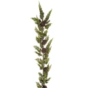 Mr Plant Sypresskrans 165 cm