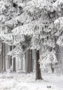 Winter Forest 2 Plakat / 30x40cm