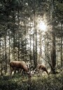Deer In Forest Plakat Plakat / 70x100cm