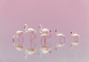 Flamingos Poster Plakat / 21x30cm