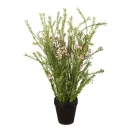 Mr Plant Voksblomst Potteplante 55 cm Rosa
