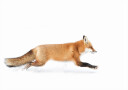 Red Fox on the run   Algonquin Park Plakat Plakat / 50x70cm