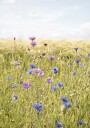 All the Wildflowers Plakat Plakat / 30x40cm