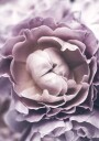 Purple Rose Plakat Plakat / 30x40cm