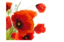 Fototapet Poppies On The Wihite Background 300x231 - Artgeist sp. z o. o.