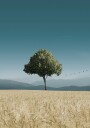 Green Tree In The Field Plakat Plakat / 100x150cm