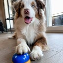 Treningsklokke Til Hund Lær Triks Ringeklokke