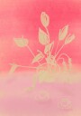 Raspberry Dream Plakat / 30x40cm