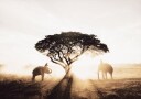 Elephants and Tree at Sunrise Plakat Plakat / 21x30cm