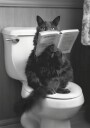 Cat Reading on Toilet Plakat / 40x50