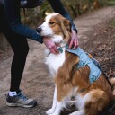 Ruffwear Web Master Hundsele Grønn (L/Xl)