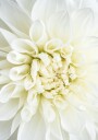 White Dahlia Plakat Plakat / 100x150cm
