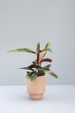 Bergs Potter Hoff Krukke Uten Dreneringshull 14 cm Quartz Rose