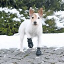Trixie Walker Active Hundesko XS Svart med Sklisikkert Grip