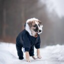 Hundedress Norsk Design