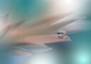 Delicate Water Droplet Plakat / 70x100