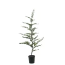 Mr Plant Cedertre i potte 150 cm