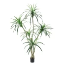 Mr Plant Dracena Palm 180 cm