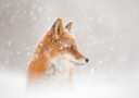 Snow is falling… Plakat Plakat / 70x100cm