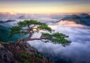 Ancient Tree Mountain Sunrise Plakat / 50x70