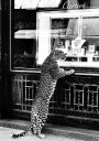Panther in the Jewelry Shop Plakat Plakat / 30x40cm