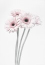 Pink Flowers  Poster Plakat / 50x70cm