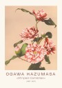 Ogawa Kazumasa Striped Camellias Plakat Plakat / 21x30cm