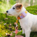 Woolly Wolf Alpha 360 Collar Lavender Mix M 