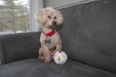 Kikkerland Kylling Hundeball med Pip 3,5" TPR