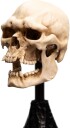 Polystone  The Lord of the Rings Trilogy  Skull of a Mordor Orc Miniature Polystone Statue