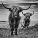 Highlands Poster Plakat / 70x70cm