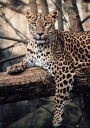 Majestic Leopard Resting on a Tree Plakat Plakat / 50x70cm