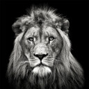 Young Male Lion Plakat Plakat / 40x40cm