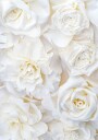 White Rose Buds Plakat Plakat / 100x150cm