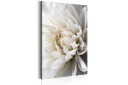 Tavle White Dahlia 40X60 Artgeist sp. z o. o.