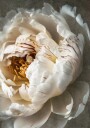 Petals of Serenity Plakat / 70x100cm