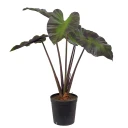 Mr Plant Alocasia Tre 100 cm