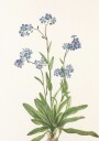 Alpine Forget Me Not From North American Wildflowers 1925 By Mary Vaux Walcott Plakat / 50x70