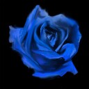 Current Joys Rosebud Vinyl